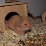 Hamsterhilfe Südwest Teddyhamster