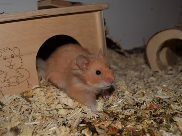 Hamsterhilfe Südwest Teddyhamster