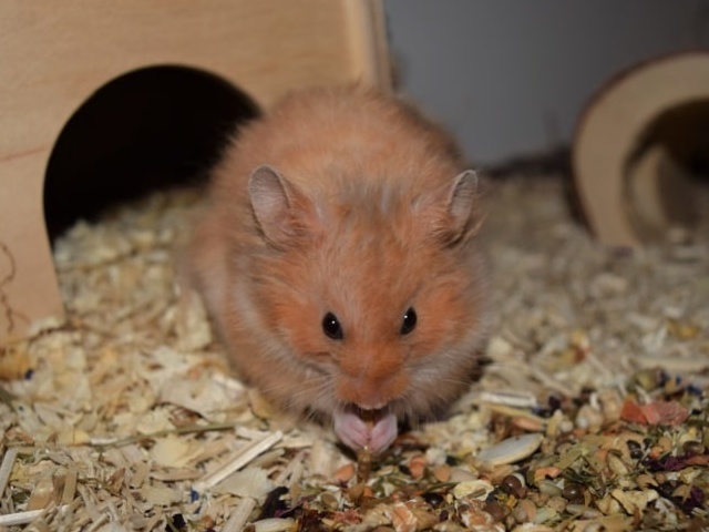 Hamsterhilfe Südwest Teddyhamster