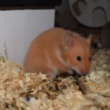 Hamsterhilfe Südwest Teddyhamster