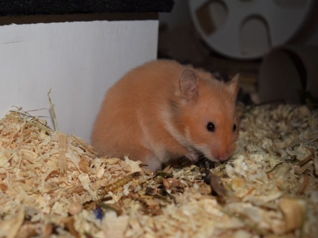 Hamsterhilfe Südwest Teddyhamster