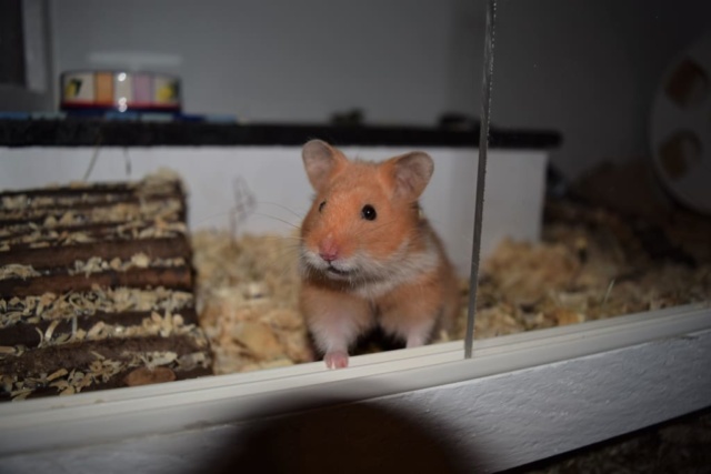 Hamsterhilfe Südwest Teddyhamster