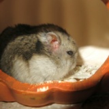 Hamsterhilfe Südwest Zwerghamster Hybrid