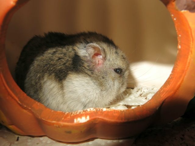 Hamsterhilfe Südwest Zwerghamster Hybrid