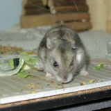 Hamsterhilfe Südwest Zwerghamster Hybrid