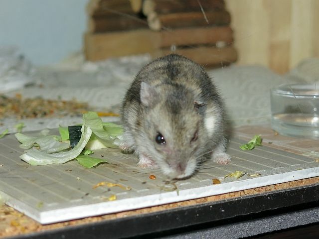 Hamsterhilfe Südwest Zwerghamster Hybrid