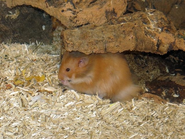 Hamsterhilfe Suedwest Teddyhamster Cinnamon