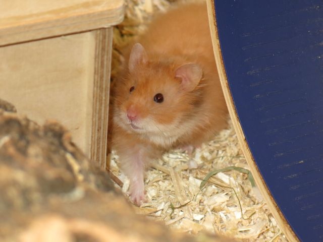 Hamsterhilfe Suedwest Teddyhamster Cinnamon
