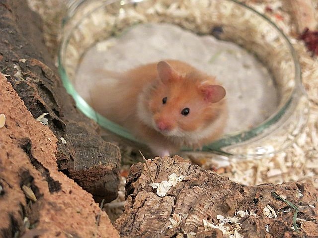 Hamsterhilfe Suedwest Teddyhamster Cinnamon