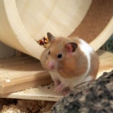 Hamsterhilfe Suedwest Goldhamster