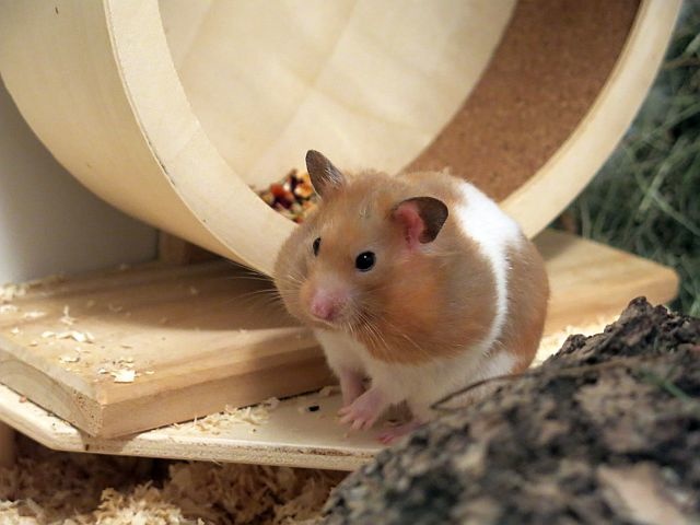 Hamsterhilfe Suedwest Goldhamster