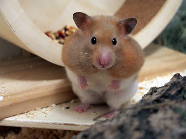 Hamsterhilfe Suedwest Goldhamster