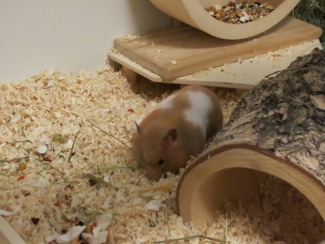 Hamsterhilfe Suedwest Goldhamster