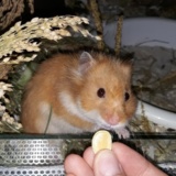Hamsterhilfe Südwest Ingeborg
