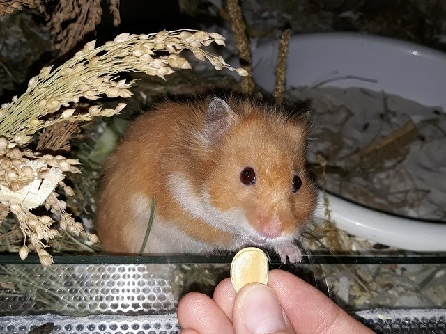 Hamsterhilfe Südwest Ingeborg
