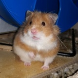 Hamsterhilfe Südwest Ingeborg