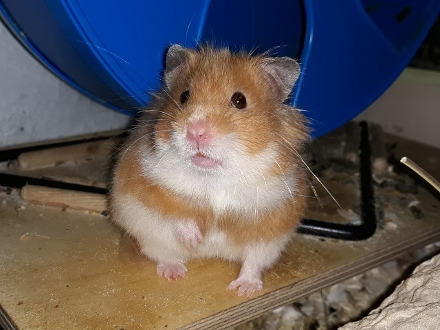 Hamsterhilfe Südwest Ingeborg