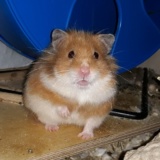 Hamsterhilfe Südwest Ingeborg