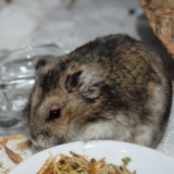 Hamsterhilfe Südwest Hybrid