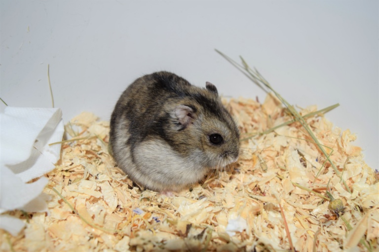Hamsterhilfe Südwest