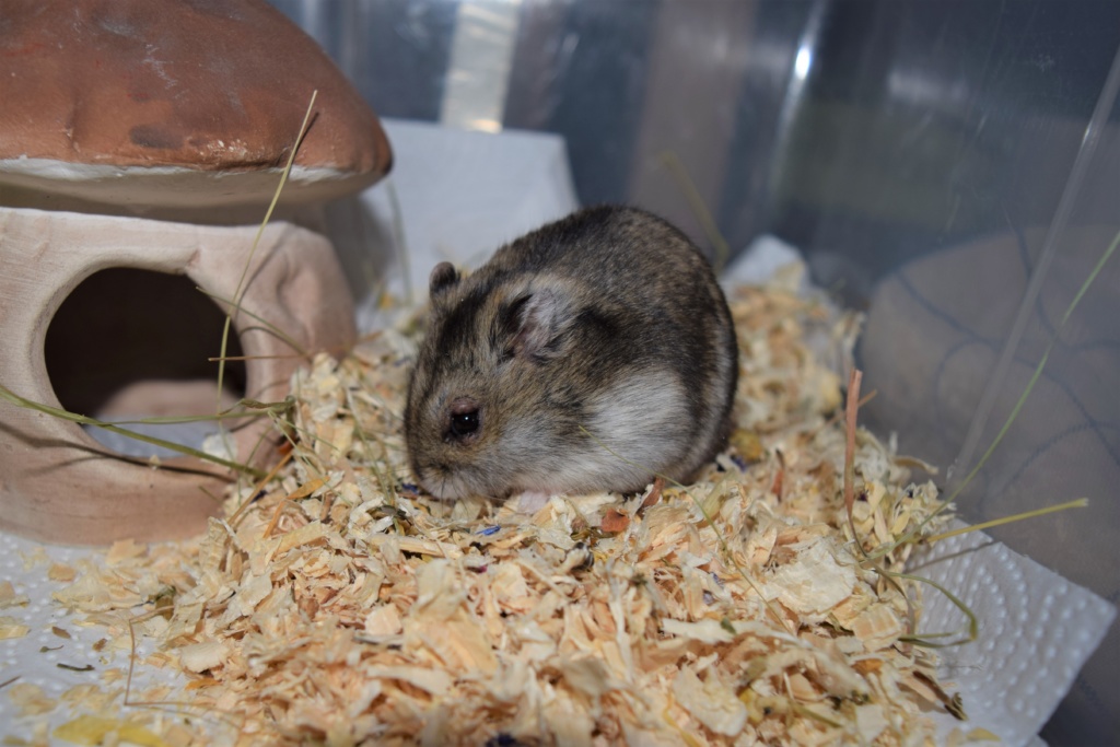 Hamsterhilfe Südwest Hybrid