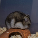 Hamsterhilfe Südwest Hybrid