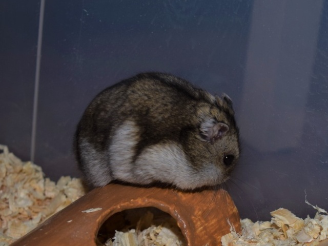 Hamsterhilfe Südwest Hybrid