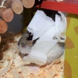 Hamsterhilfe Südwest Hybrid