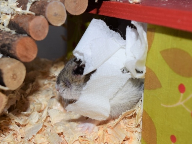 Hamsterhilfe Südwest Hybrid