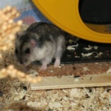 Hamsterhilfe Südwest