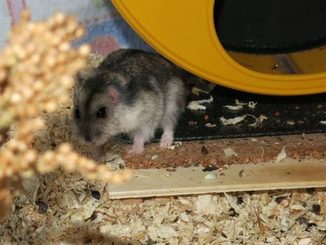 Hamsterhilfe Südwest