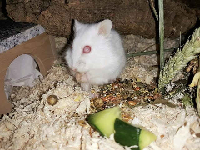 Hamsterhilfe Südwest Gerlinde