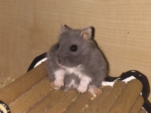 Hamsterhilfe Südwest Keks Hybrid Blue