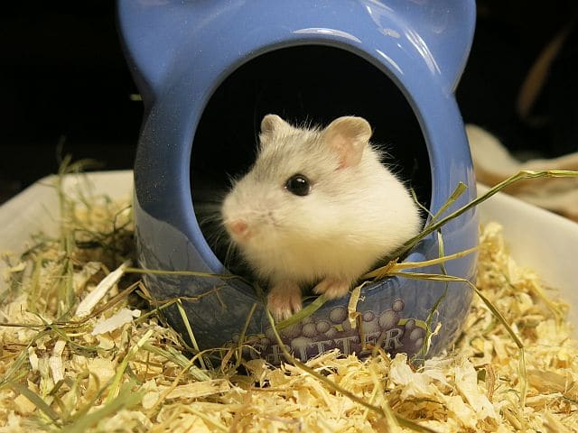 Hybrid Hamsterhilfe Südwest Pearl