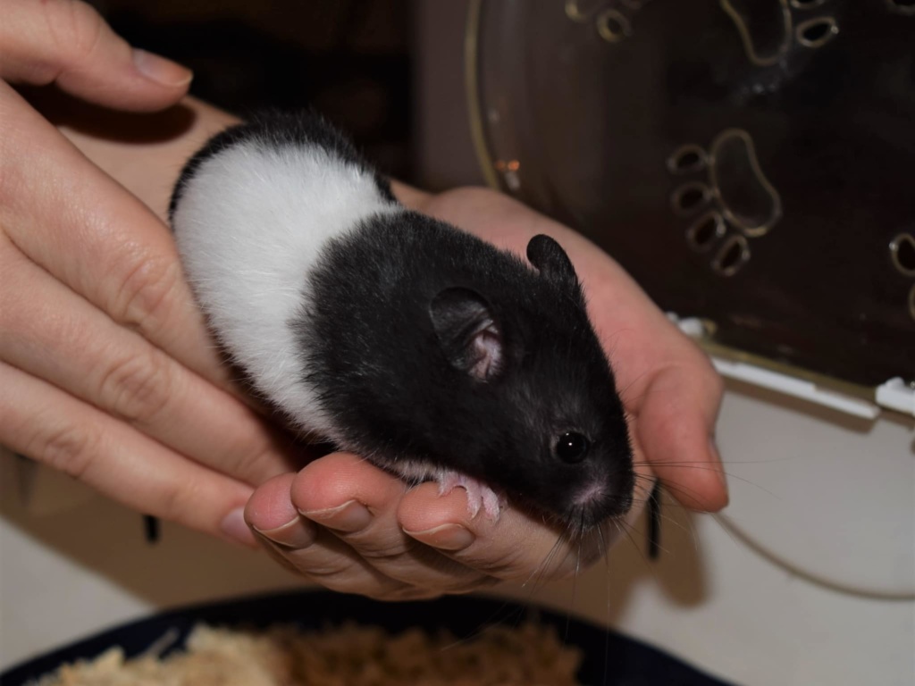 Hamsterhilfe Süüdwest Goldhamster