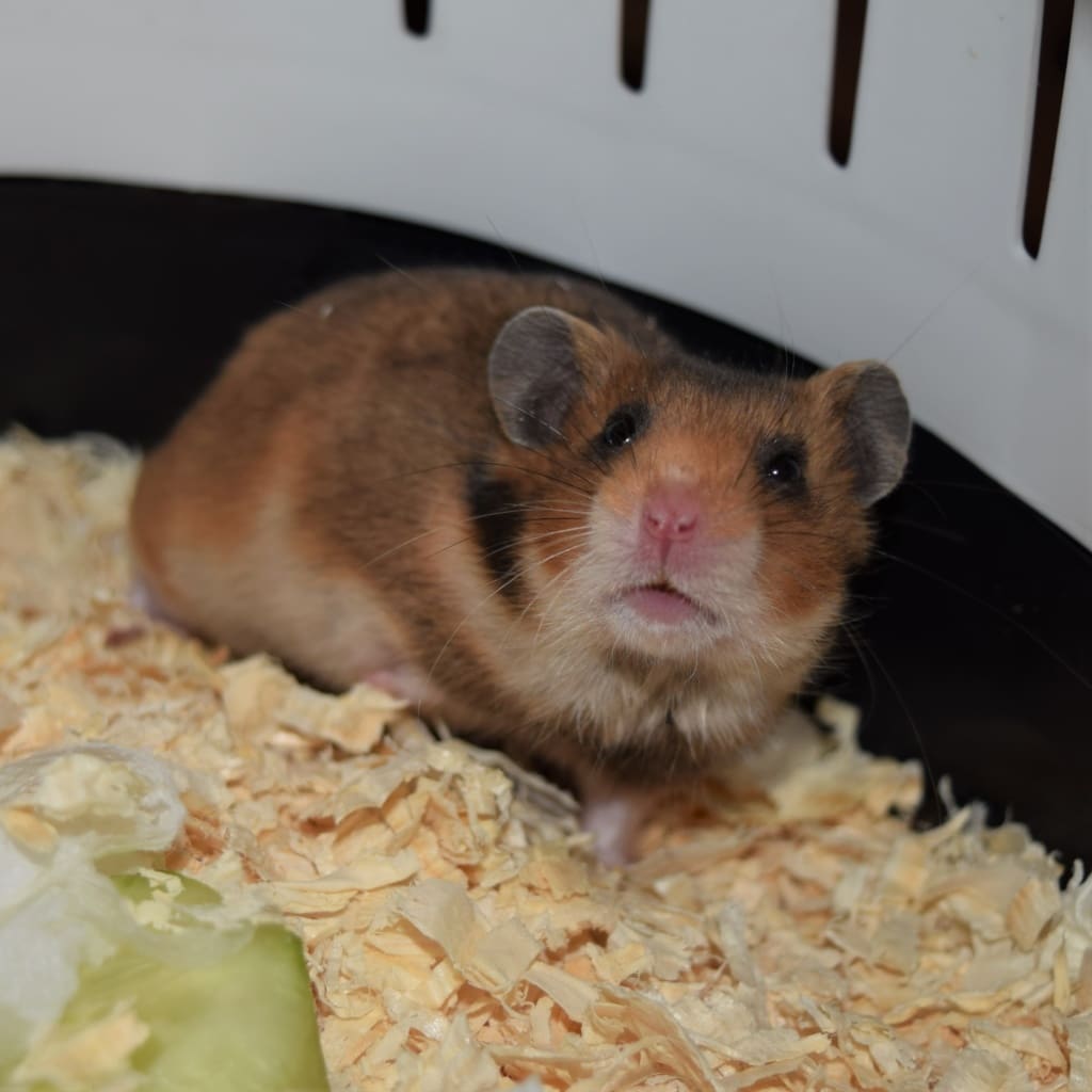 Hamsterhilfe Südwest Goldhamster