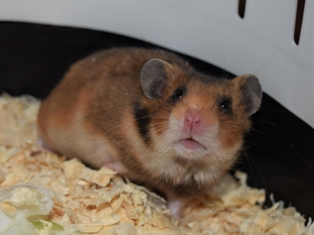 Hamsterhilfe Südwest Goldhamster