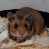 Hamsterhilfe Südwest Goldhamster