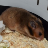 Hamsterhilfe Südwest Goldhamster