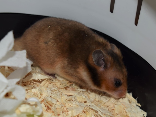 Hamsterhilfe Südwest Goldhamster