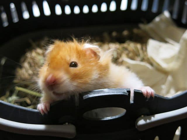 Dilbert Teddy Cinnamon banded Hamsterhilfe Suedwest