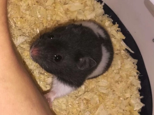 Hamsterhilfe Südwest Goldhamster