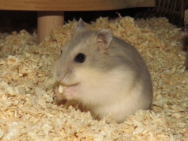 Max Moritz Michel Hamsterhilfe Südwest