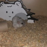 Hamsterhilfe Südwest Zwerghamster