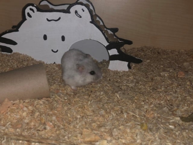 Hamsterhilfe Südwest Zwerghamster