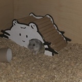 Hamsterhilfe Südwest Zwerghamster