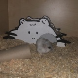 Hamsterhilfe Südwest Zwerghamster