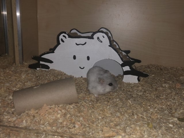 Hamsterhilfe Südwest Zwerghamster