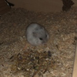 Hamsterhilfe Südwest Zwerghamster