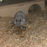 Hamsterhilfe Südwest Zwerghamster